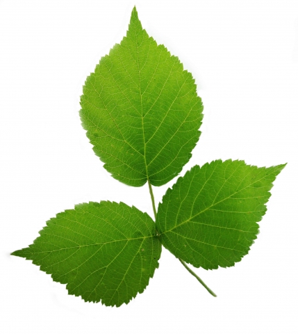 A - NERVENENTSPANNUNG TEE 100g