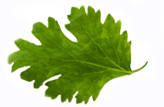 ABNEHMEN MIT KORIANDER