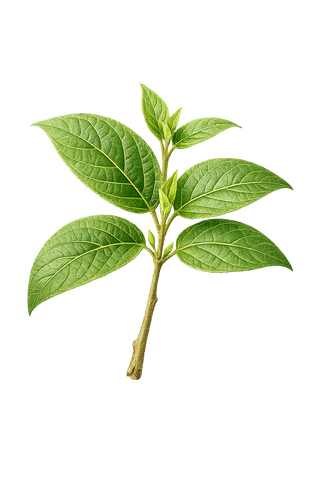 GYMNEMA SPEZIAL KAPSELN