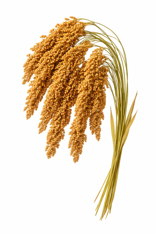 HAUT FORTE KRÄUTER KAPSELN