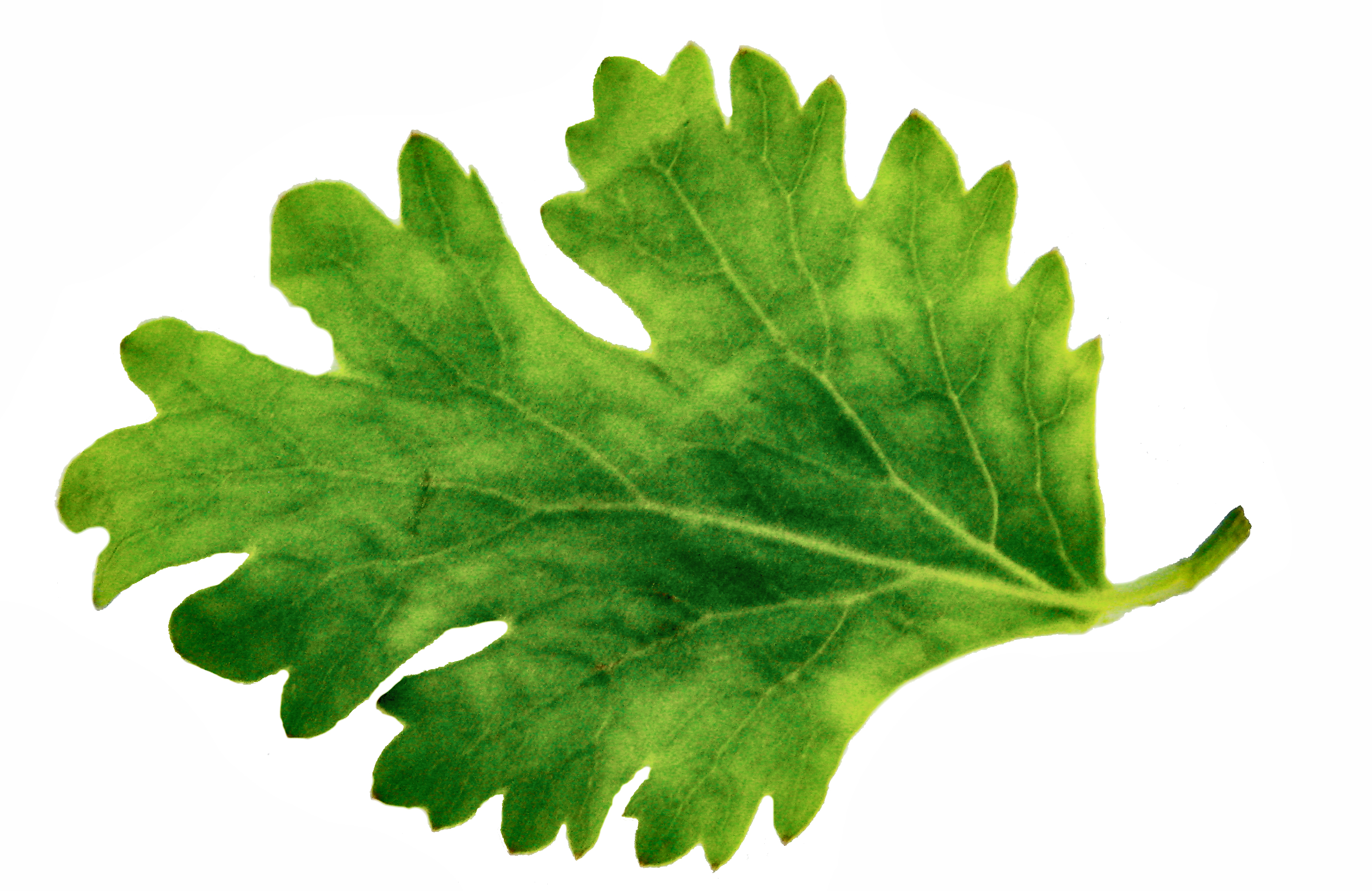 ABNEHMEN MIT KORIANDER