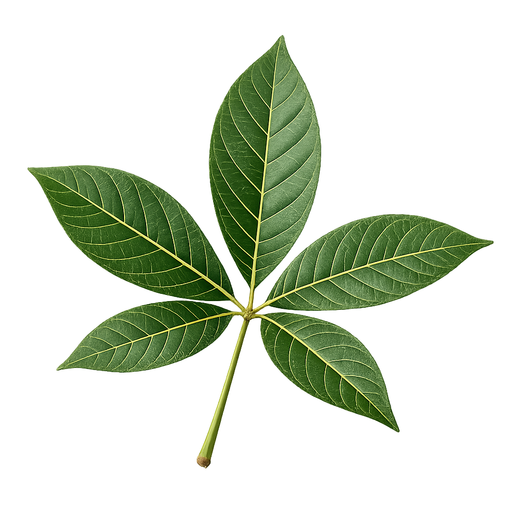 KÖRPERKRAFT I KAPSELN