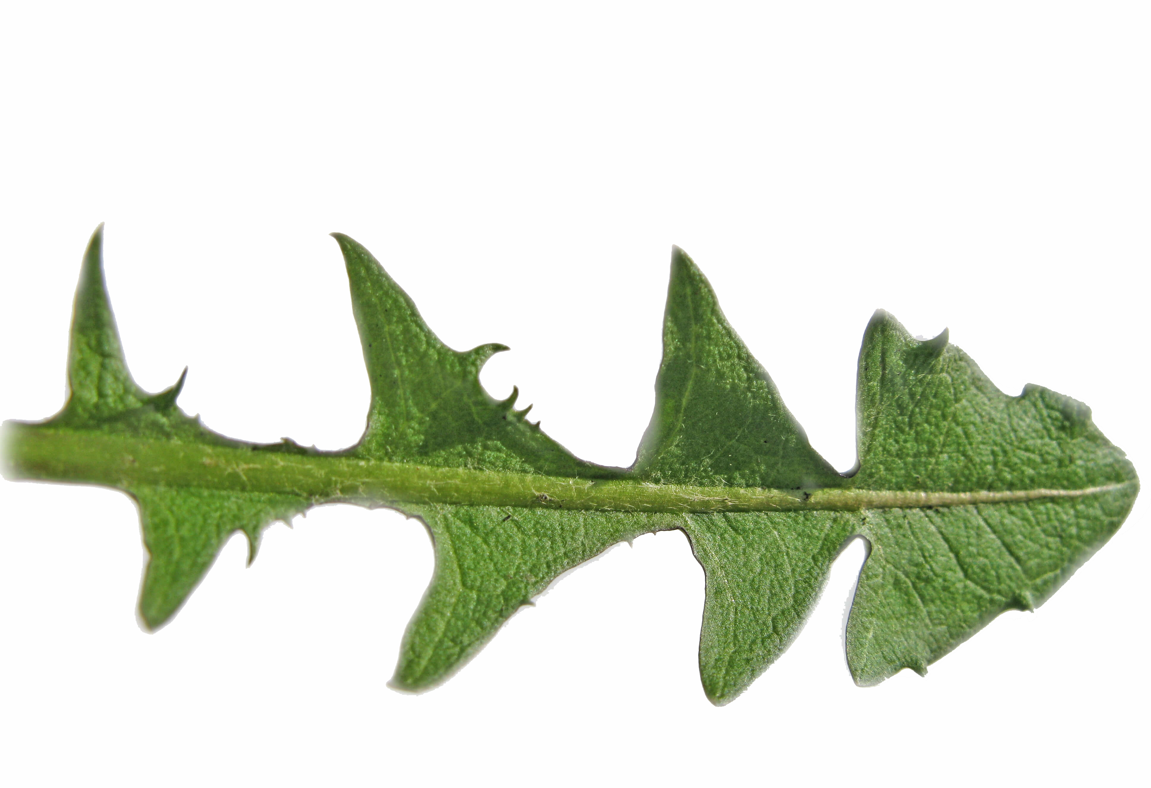 BEWEGLICHKEIT TEE 100g