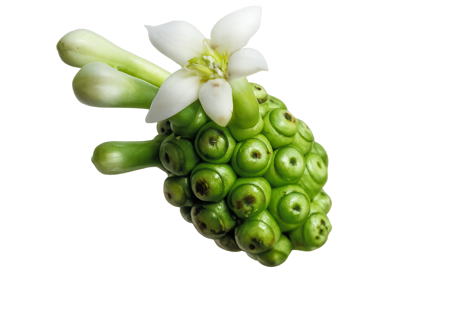 MORUS INDICA Kapseln