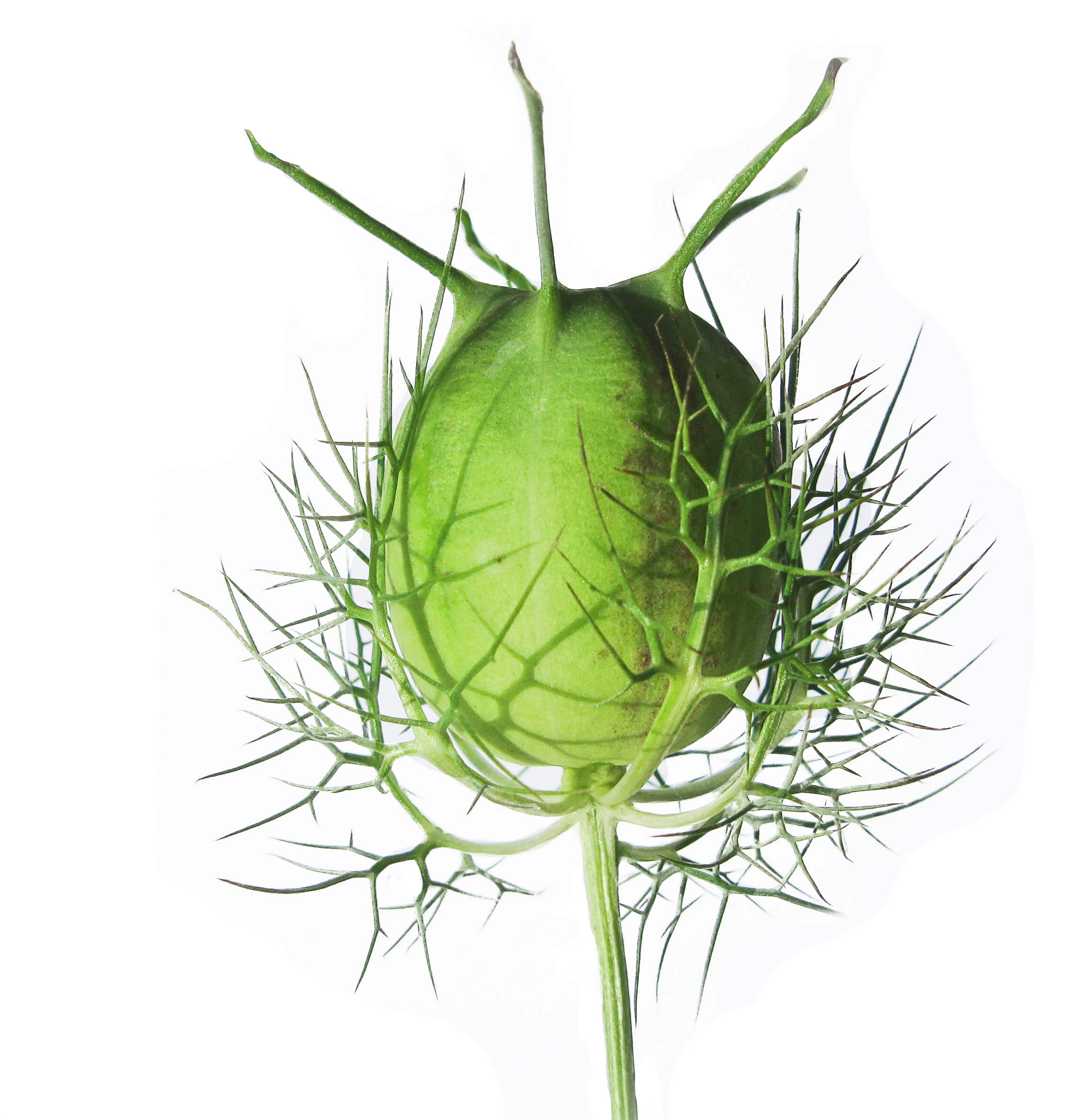 NIGELLA FORTE KAPSELN