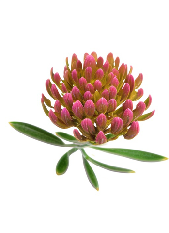ZINK & RHODIOLA KAPSELN